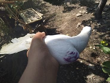 Əlaqə nömrəsi 55 766 87 55 Ev göyərçinləri – ağ və qonur rənglərdə - — 9