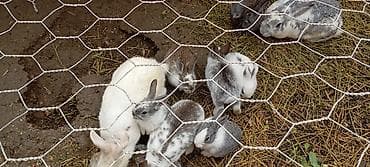 Şotland dovşanlaridi ancaq balaları satilir birinin qiyməti 15 manat