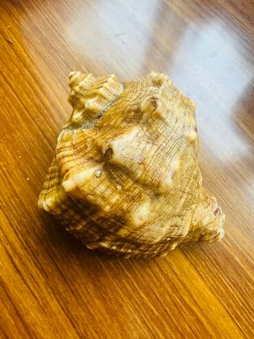 говорящие мягкие игрушки: Rakuşka — 1