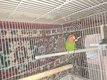 Quşlar: Məhsul: Dalmatinka/agapornis (lovebird) papuqayları – müxtəlif rəng — 4