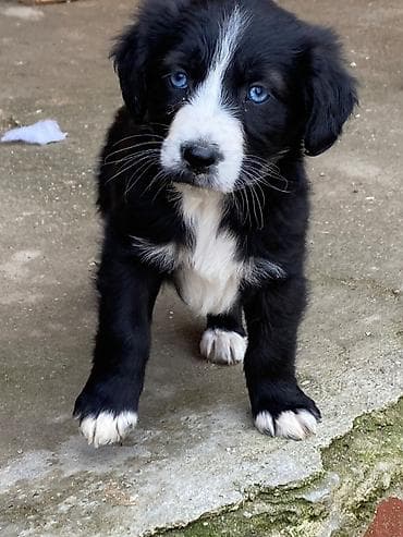 Balıqlar: 2 ay, Dişi, Peyvəndli — 8