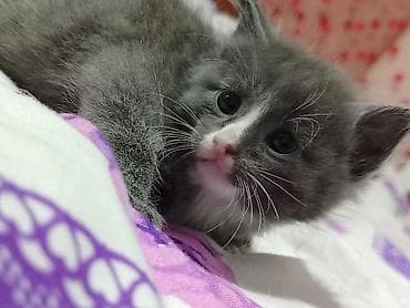 Ev pişik balaları – müxtəlif rəng və naxışlarda - Növ: Ev pişiyi