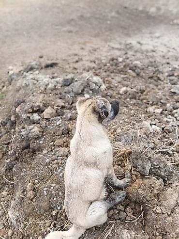 Kanqal, Peyvəndli — 2