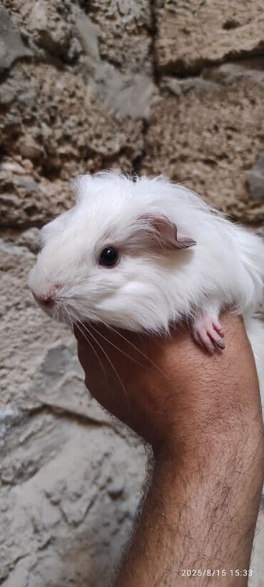 su donuzu: Ağ rəngli pambıq kimi yumşaq dəniz donuzu, qara gözləri və çəhrayı — 1