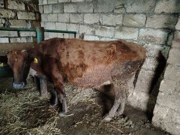 lal ordək yumurtası: Dana, buzov, Dişi, Holsteyn, ay: 1, 560 kq, Ətlik — 2