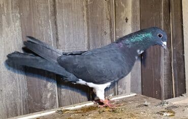 Gəmiricilər: Tərgizmə quşlar satılır. Sağlam uçan seçmə quşlardı. Hamısı birlikdə — 7