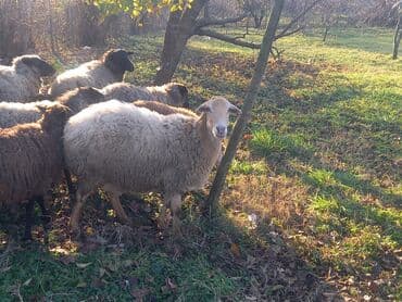 beylaqan qoyunu: Cavan heyvandi iridi 65 kq diri çəkisidi 2 bala verib mene qiymetde — 3