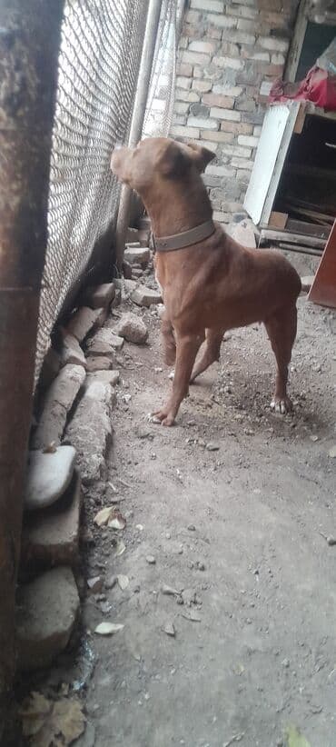 pişik ağ: Pitbul, 6 ay, Erkek, Ünvandan götürmə — 7