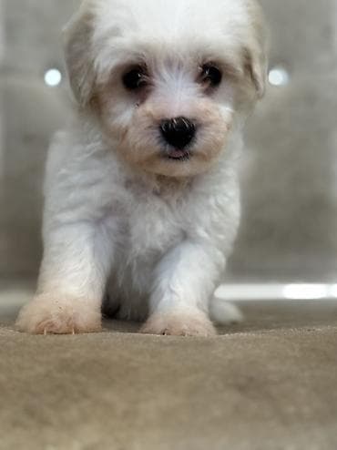 cixuaxua iti: Bişon Frize — 8