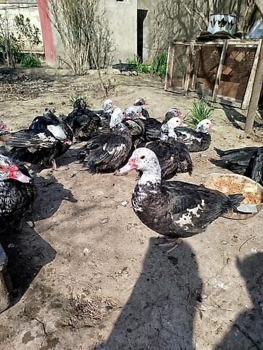 Quşlar: Salam lal ördəklər satilir dəyərinən cox asaga disili ərkeyli heckim — 4