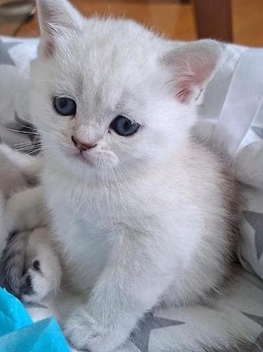 akvarium daşları: Britan, Erkək, Dişi, Yaxşı əllərə, Ünvandan götürmə, Ödənişli çatdırılma — 2