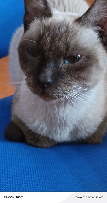 hələb keçiləri: Siam — 4