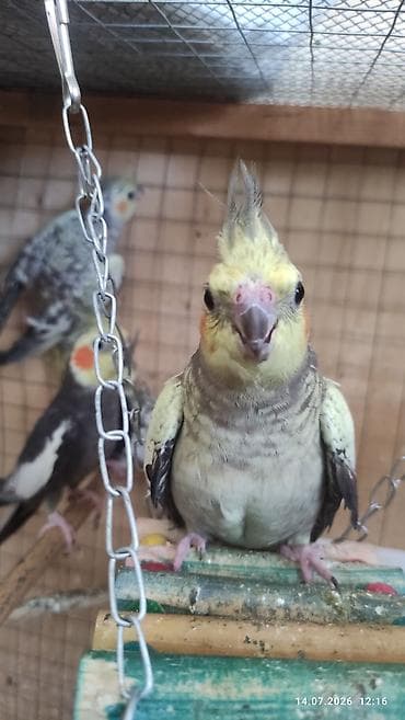 Beşdene karella bir cüt ata ana üç balasi balalar 3 ayliqdi hamsi alan lalafo.az -da Beşdene karella bir cüt ata ana üç balasi balalar 3 ayliqdi hamsi alan