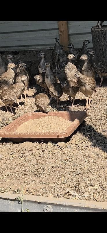 pomeryan şpits: Xinalı kəklik tam saglam butun dermani bitamini vaksini olunub bakiya — 6