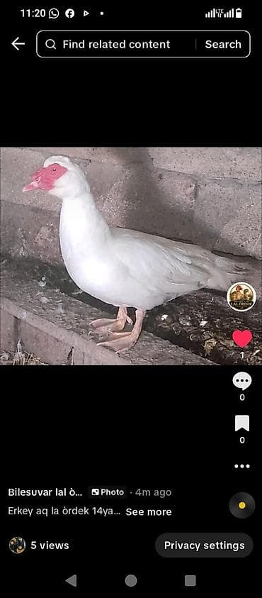 pisik ag: Erkək, | Lal ördək, Damazlıq, Ünvandan götürmə — 1
