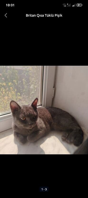 ingilis setter it cinsinin digər adı: Britan, Erkək, Yaxşı əllərə, Ünvandan götürmə — 5