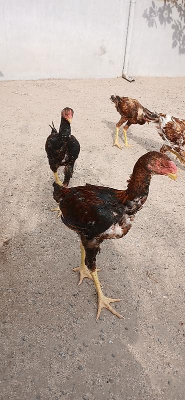quşlar: Heyrati cuceler 4 denedi biri 60 manata isditen elaqe saxlasin temiz — 2