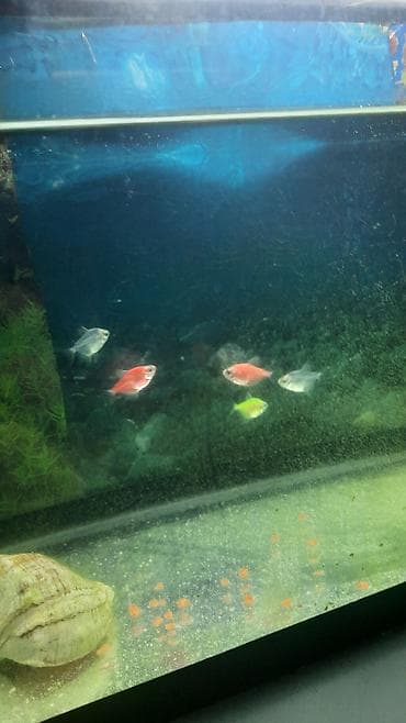 it bala: Tetra balığı, Sülhsevər — 2