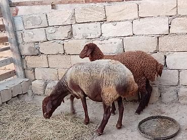 dos eti: Ana bala qoyun boğazdi 2 aylıq qala cinsidi öz də qrmzi qoçdan gəlib — 6