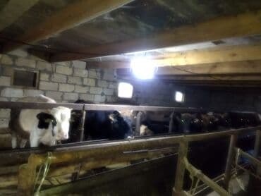 11 baş erkəyi dana satılır topa satılır çəkisi 130 150 qədər 5 aylıq lalafo.az -da 11 baş erkəyi dana satılır topa satılır çəkisi 130 150 qədər 5 aylıq