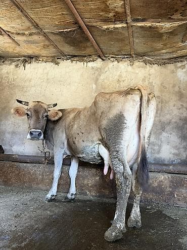 it bala: 15 litir süd verir 3 qarına dogub 2 aydı dogub balası dişdi — 5