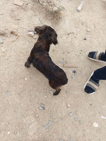 afcarka balasi erkey: Koker spaniyel, 1 ay, Erkek, Ünvandan götürmə — 1