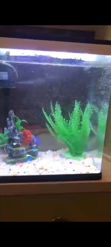 Dördbucaq akvarium, Boş, 60 l