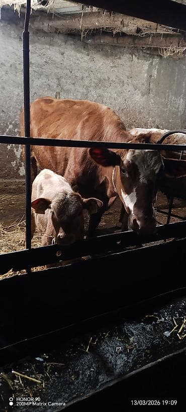 disi pisik: Dişi, Simental, il: 4, 950 kq, Südlük, Rayonlara çatdırılma — 3