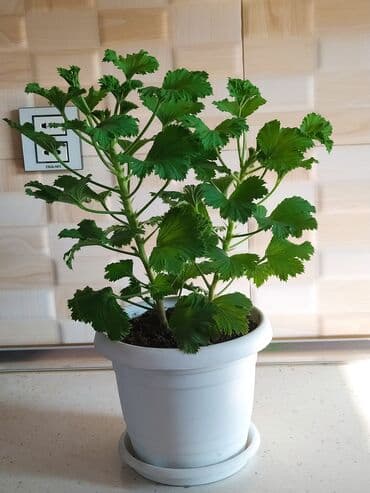 helba bitkisi faydaları: Уличные растения — 2