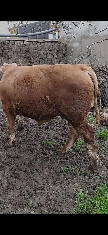 dana inek: Salam aleykum saf qan simental erkek dana hem etlik hemde bordag kimi — 1