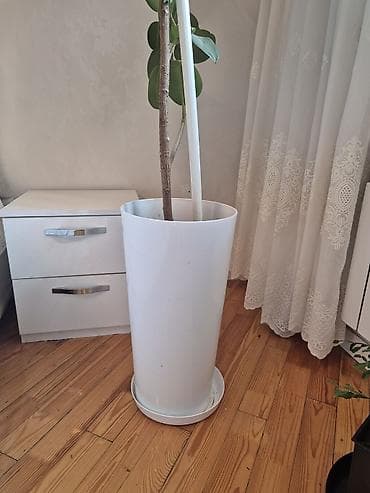 taxta dibcək: Böyük dekorativ otaq bitkisi – Ficus elastica (rezin ağacı) - Növ — 3