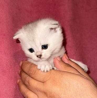 van pişik: Britan — 1