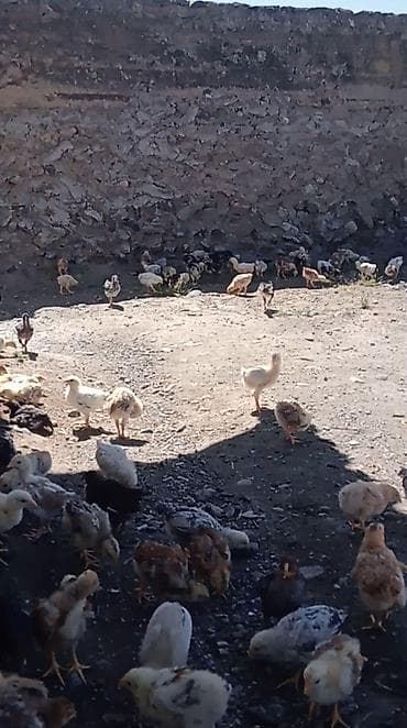 cucə badamdar: Toyuq cücələri, Ətlik, Ünvandan götürmə — 1