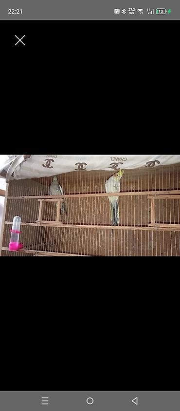 Quşlar: İki ədəd tutuquşu satılır cütə düşürlər yumurtlayan quşlardı. hər — 1