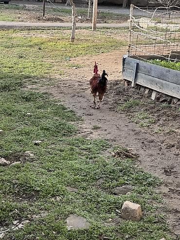 heyvan bazarı tap az: Salam 2 eded heyet xoruzu satılır cütü 60 azn dalaşmırlar bir heyetde — 3