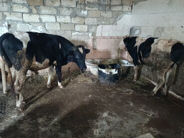 cins ineklerin satisi 2019: Dana, buzov, Erkək, Simental, ay: 1, 350 kq, Ətlik, Damazlıq, Ödənişli çatdırılma, Ünvandan götürmə — 3