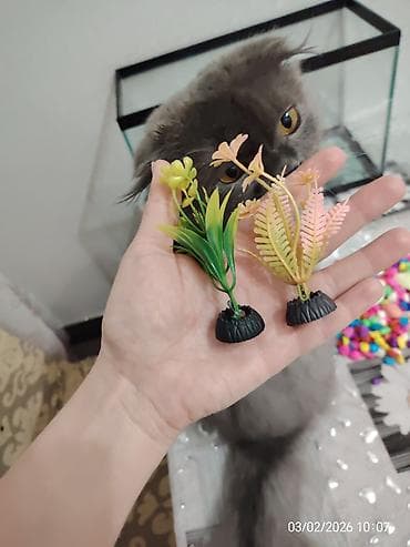 Pişiklər: Akvaryum dəsti - Şüşə akvaryum: düzbucaqlı forma, yuxarı və aşağı — 4