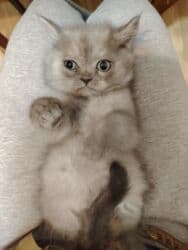 британская кошка цена в баку: Британская, Самец, Самка, Самовывоз — 4