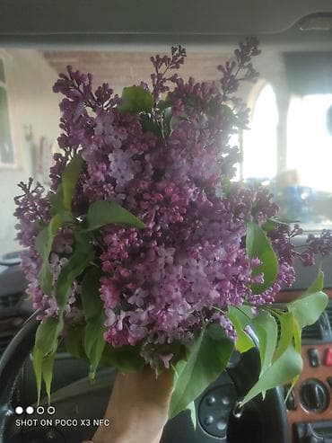 Bənövşəyi yasəmən buketi - Təzə dərilmiş, intensiv ətirli yasəmən