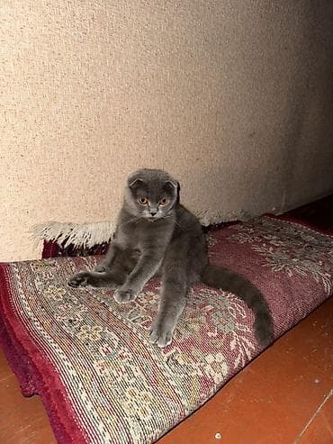 Şotland yastı qulaq, Dişi, Yaxşı əllərə, Pulsuz çatdırılma