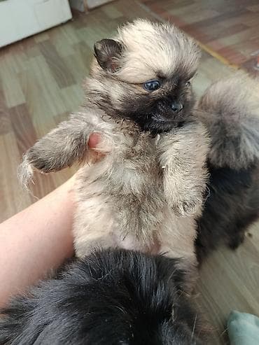 Шпиц, С прививками