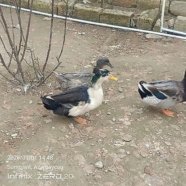 tap. az itler: Hamsi satılır çoxu yumurtduyur — 2