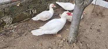 Gəmiricilər: Dişi, | Lal ördək, Damazlıq, Ünvandan götürmə — 5