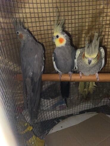 cuce qefes: Məhsul: Nimfa tutquşları (Cockatiel) Təsvir: - Şəkillərdə tüklü tacı — 2