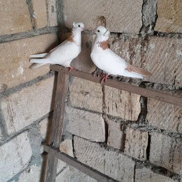 Cüt dekorativ göyərçin - Növ: dekorativ ev göyərçinləri - Rəng: ağ