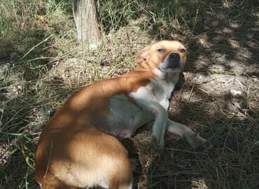 Zvonok, 1 ay, Dişi, Peyvəndli