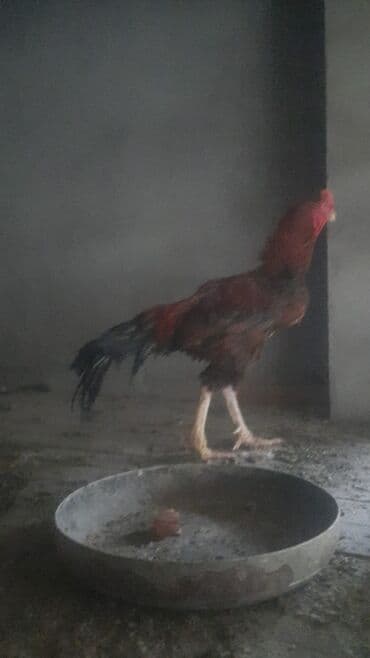 meşe xoruzu: Xoruzlar — 2