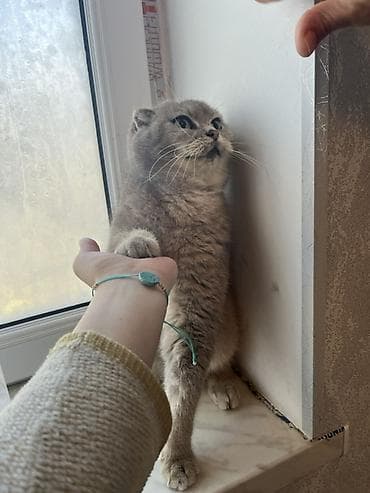 van pisiyi: Şotland yastı qulaq — 3