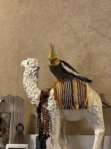 quş papuqay: Korella aılesı satılır.Ata ana 4 bala.Balalardan bırı — 2