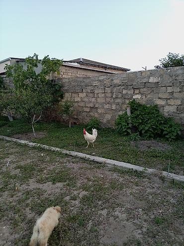 kreditle mal qara: Salam xoruz və ördək lər satılır hamısı 60 manatdır xoruz 8 ay — 4